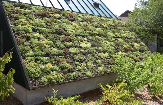 Green Roofs: The Benefits and How to Incorporate Them into Your Home Design
