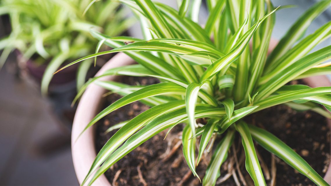 Why choose purifying plants