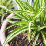 Why choose purifying plants